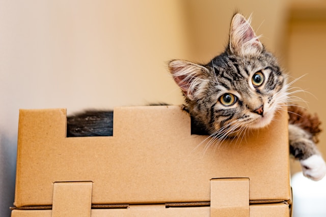 Cat in a cardboard box