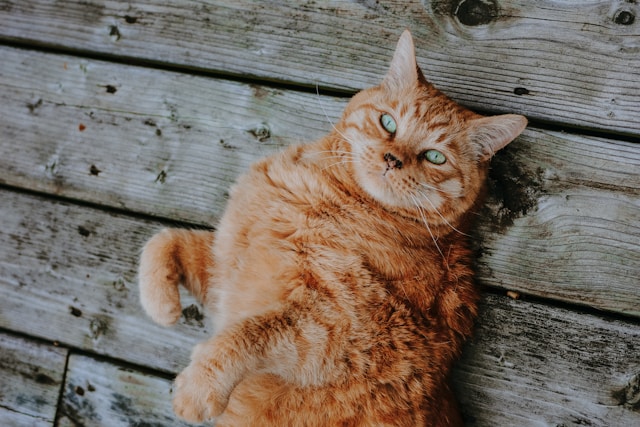 Orange cat on a wooden deck
