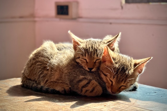 Two kittens sleeping